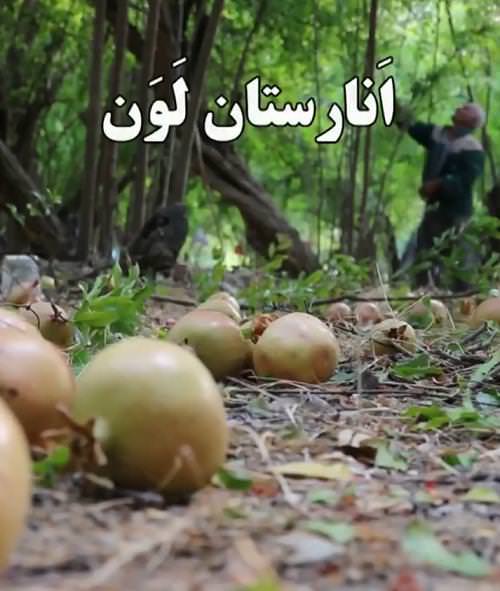مستند انارستان لون