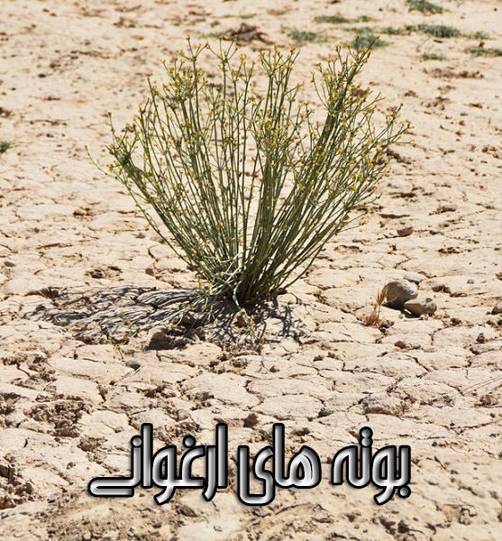 مستند بوته های ارغوانی