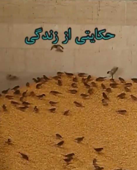 مستند حکایت از زندگی