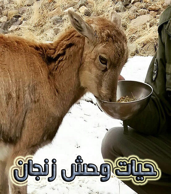 مستند حیات وحش زنجان