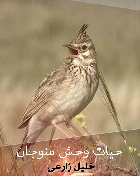مستند حیات وحش منوجان