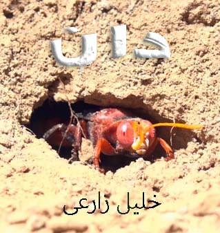مستند دان