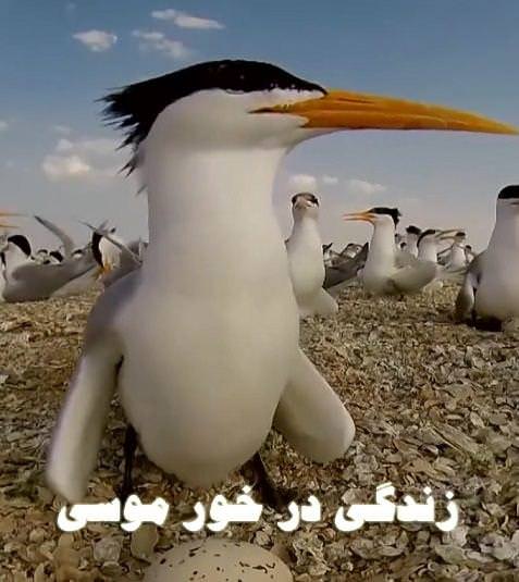 مستند زندگی در خور موسی