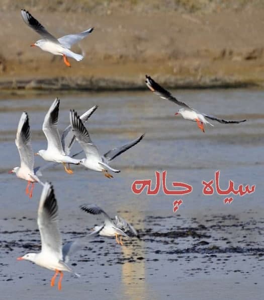 مستند سیاه چاله