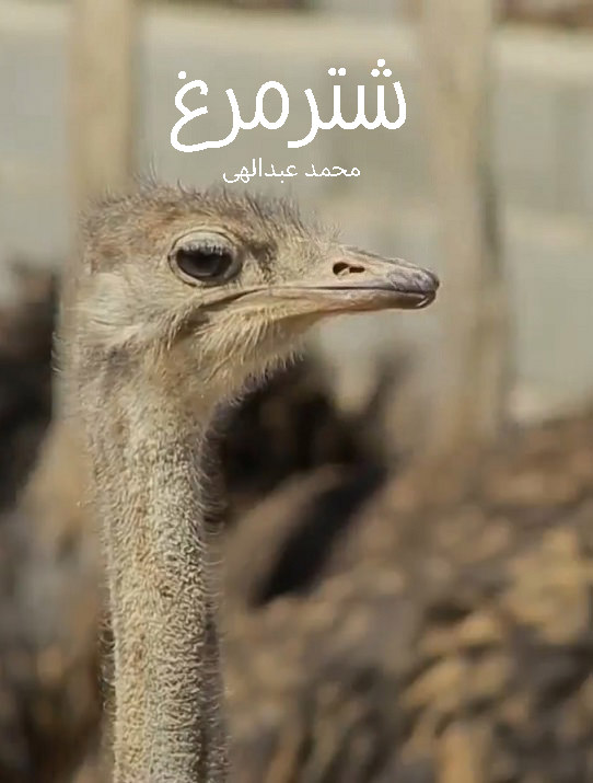 مستند شترمرغ