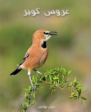 مستند عروس کویر