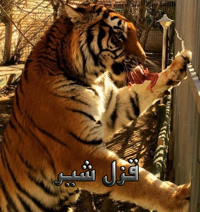 مستند قزل شیر