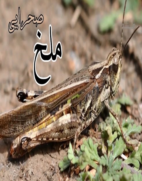 مستند ملخ صحرایی