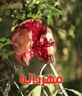 مستند مهردانه