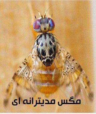 مستند مگس مدیترانه ای