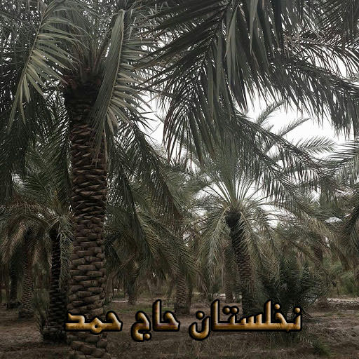 مستند نخلستان حاج حمد