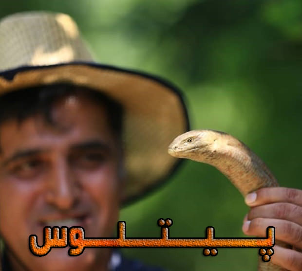 مستند پیتلوس