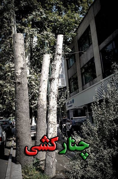 مستند چنارکشی