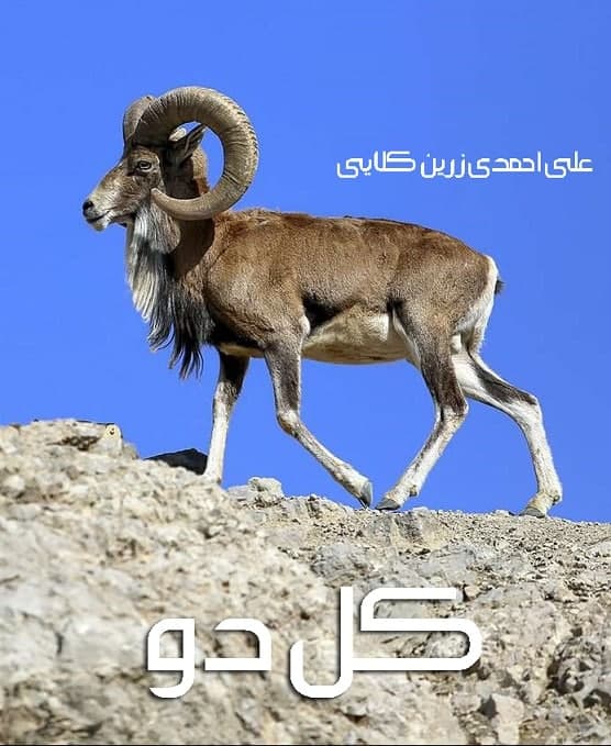 مستند کل دو