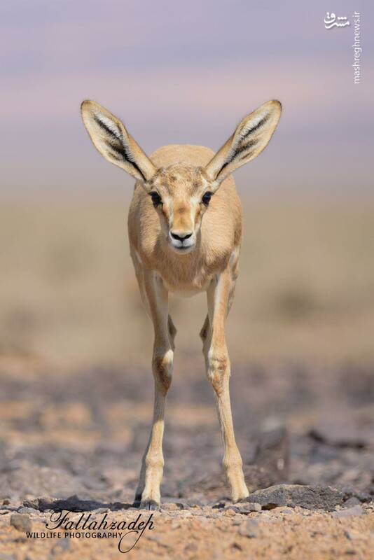 حیات وحش اسپیروز