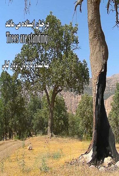 مستند درختان ایستاده می مانند